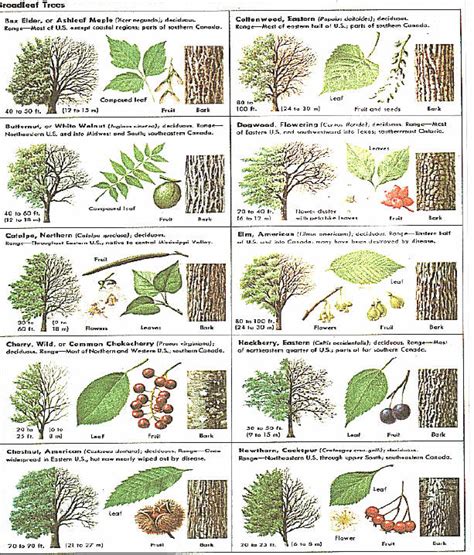 It's an individual kind of tree that shares the same general appearance and the same characteristics of bark, leaf, flower, and seed. nearly 1,200 species of trees grow naturally in the u.s. How Can Leaves Identify A Tree - Phenology - Science with ...