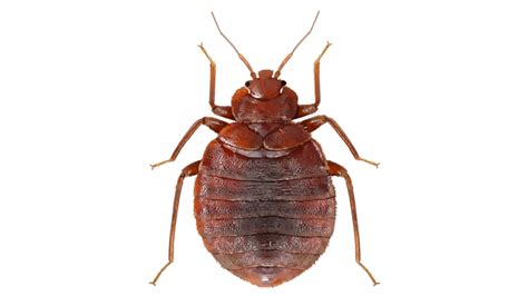 Bed Bug Identification Prevention And Control