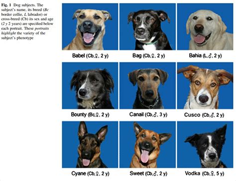 Researchers Try To Identify How Dogs Recognize Each Other But Their