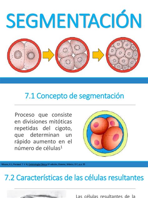 Segmentación Pdf Procesos Biologicos Reproducción