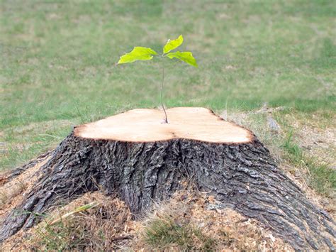 5 Reasons Stump Removal Is A Necessity Walser Tree Service Llc
