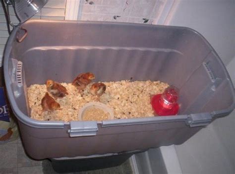 6 Creative Chick Brooder Ideas The Owner Builder Network