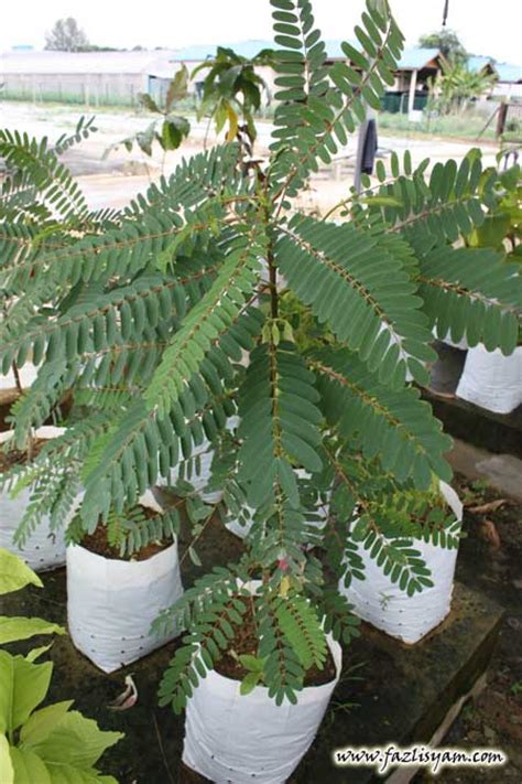 Look through examples of ketuat translation in sentences, listen to pronunciation and learn grammar. ADAT HIDUP MENEMPUH SUKA DAN DUKA: Cekur dan Nama Saintifik