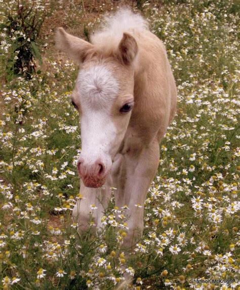 Pin By Abigail Ruport On Horses We ℒℴѵℯ Miniature Horse Foal