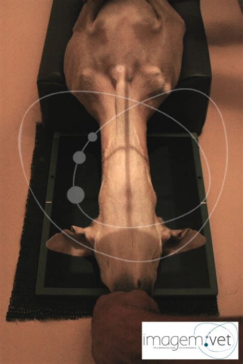Coluna Vertebral Cervical Laterolateral Imagem Vet Hot Sex Picture