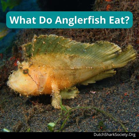 What Do Anglerfish Eat Dutch Shark Society