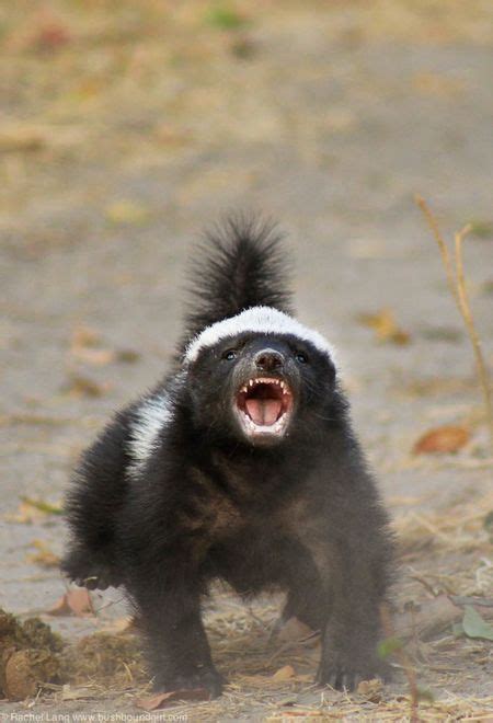 Crazy Baby Honey Badger At Camp Linyanti Africa Geographic Blog