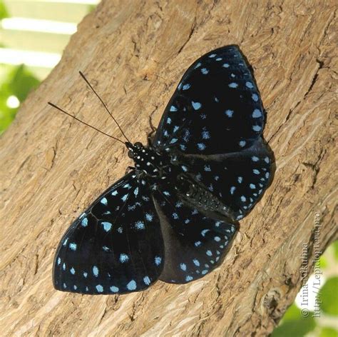 Starry Night Cracker Himadryas Laodamia Beautiful Butterflies Moth