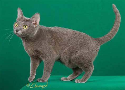 The Blue Breeds The Chartreux The Korat And The Russian Blue