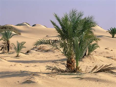 Oasis Dakhia Sahara Desert Oasis Sahara Africa Hd Wallpaper Peakpx