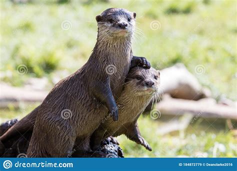 A Pair Of Happy River Otters Stock Image Image Of Cute Pair 184872779