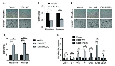 Idh1 Promoted Cell Migration And Invasion And Idh1 Knockout Decreased