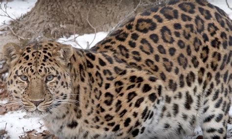 The Worlds Rarest Big Cat Is Filmed In Stunning Video In Far East Of