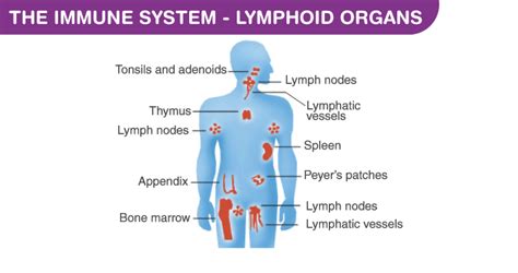 Explore The Immune System And Discover How It Protects The Body