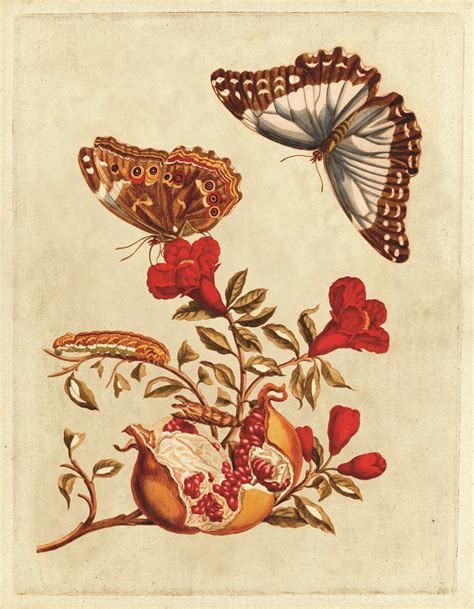 Maria Merian Butterflies 1 Red Natural Curiosities Butterfly