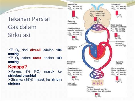 Adanya alveolus memungkinkan terjadinya perluasan daerah permukaan yang berperan penting dalam pertukaran gas o2 dari udara bebas ke. Fisiologi sistem respirasi