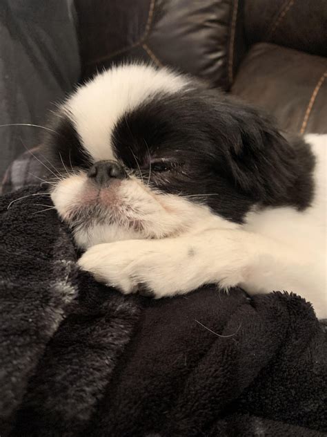 Heres Our Lemon Japanese Chin He Has Stomach Troubles Vet Already