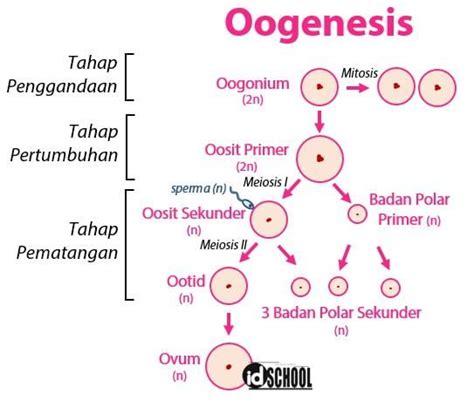 3 Tahapan Oogenesis Pada Pembentukan Ovum