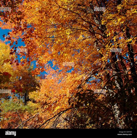 Red Maple Tree In Autumn Stock Photo Alamy