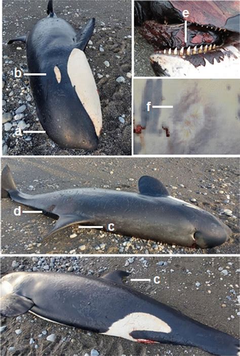 Fresh Specimen Of Type D Killer Whale Stranded In The Eastern Zone Of
