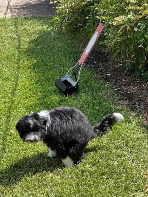 Where Do You Put Dog Poop In The Garden Smart Solutions For A Clean Yard