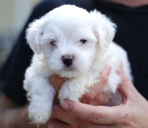 Maltese Dog Puppies Rescue Pictures Information Temperament
