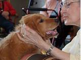 Best Therapy Dog Breeds For Elderly Pictures