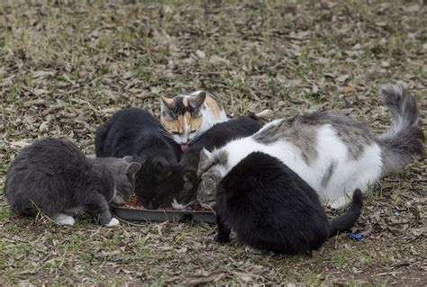 Cat Colonies Offer Humane Population Control Local News