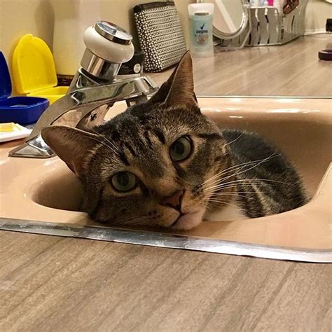 Meet Our Other Brother Grizzy His Favorite Spot To Nap Is The Sink 💧💤