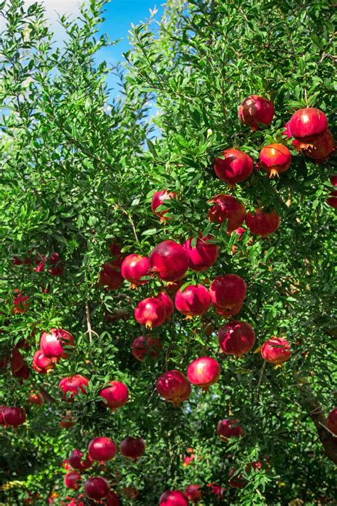 How To Grow And Care For Pomegranate Trees
