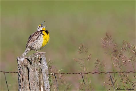 Eastern Meadowlark