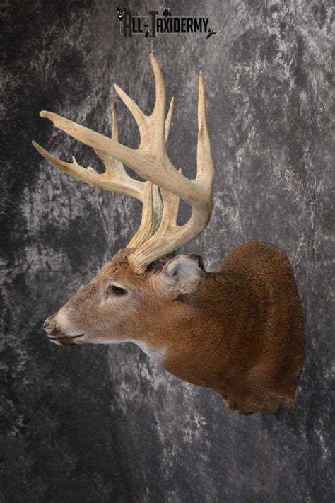 Whitetail Deer Taxidermy Shoulder Mount For Sale Sku 1319