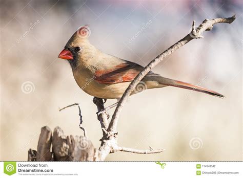 Female Northern Cardinal Cardinalis Cardinalis Stock Photo Image Of