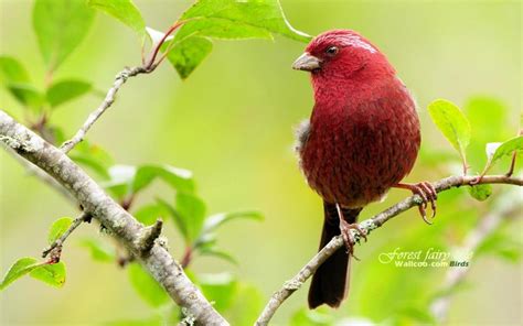 A Cute Red Bird Wallpaper Animals Wallpaper Better