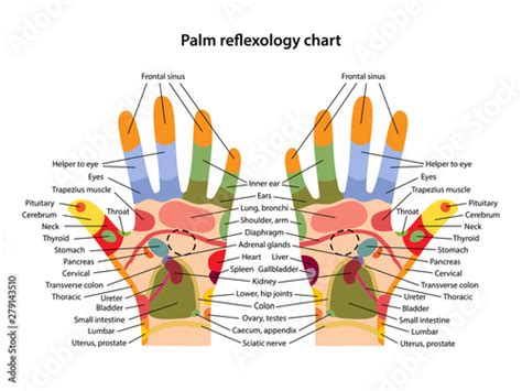 Acupressure Points In Palm My Xxx Hot Girl