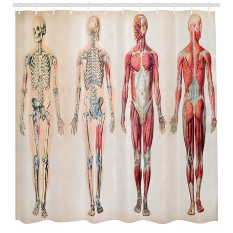 Superficial and deep posterior muscles of upper body. Ambesonne Human Anatomy Vintage Chart of Body Front Back ...