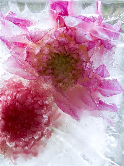 Frozen Flower Of Georgina Stock Image Image Of Dahlia 48810669