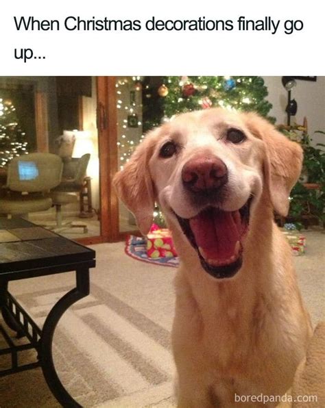 20 Hilarious Christmas Memes To Get You In The Holiday Spirit