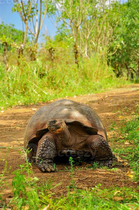 A Galapagos Tortoise 4469029 Stock Photo At Vecteezy