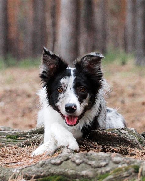 15 Cool Facts About Border Collies Page 2 Of 5