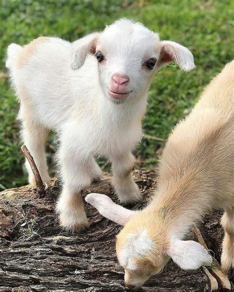 Beautiful Goat Kids Cute Baby Animals Baby Farm Animals Baby