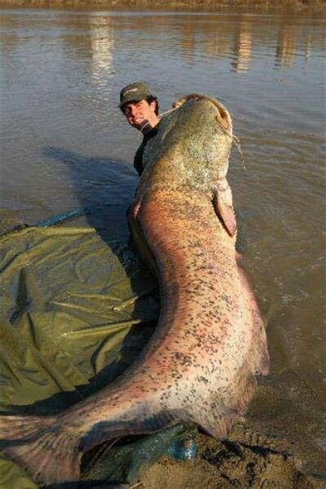 World Largest Fresh Water Fish The Seasons And Nature