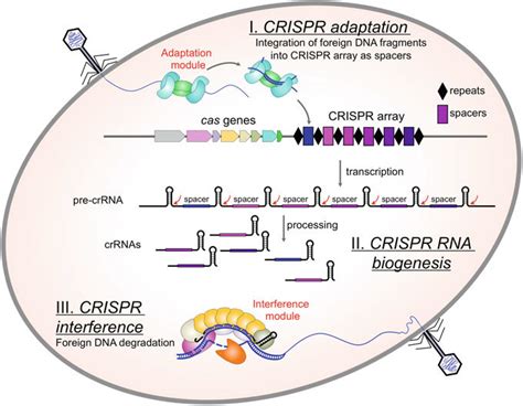 Crispr Cas Adaptive Immunity The Three Stages Of Crispr Cas System