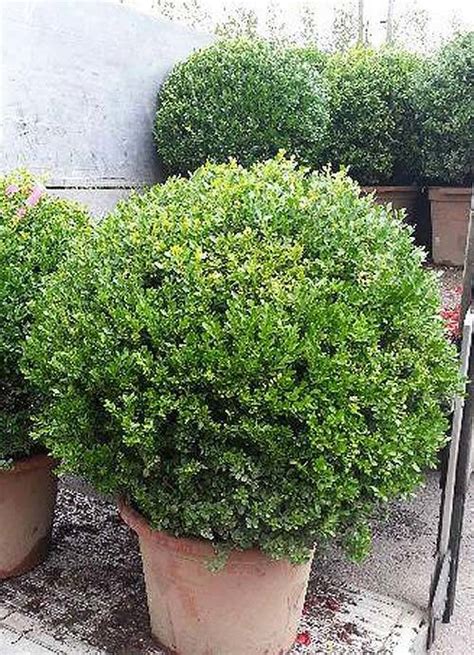Buxus Balls And Globes Topiary Buxus Sempervirens Special Offer