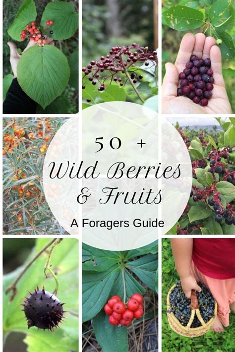 50 Edible Wild Berries And Fruits A Foragers Guide Edible Wild