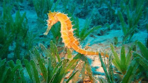 Yellow Seahorse Under Sea Near Seaweeds Hd Animals