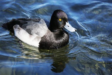 Blue Bill Duck Identification Female Bluebill Duck Photos Shotgnod