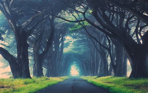 Wallpaper Sunlight Trees Forest Nature Road Branch Green