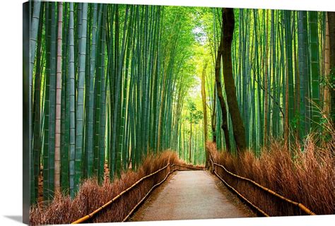 Bamboo Forests Of Kyoto Wall Art Canvas Prints Framed Prints Wall