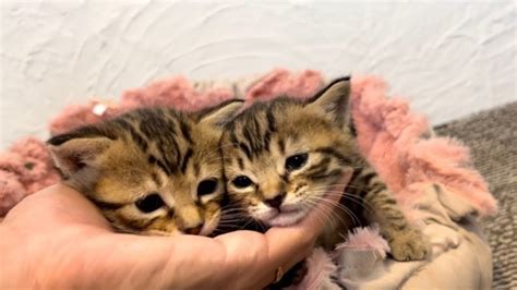 Wo I Rescued Three Blind Feral Kittens Kittens Came Out Of The